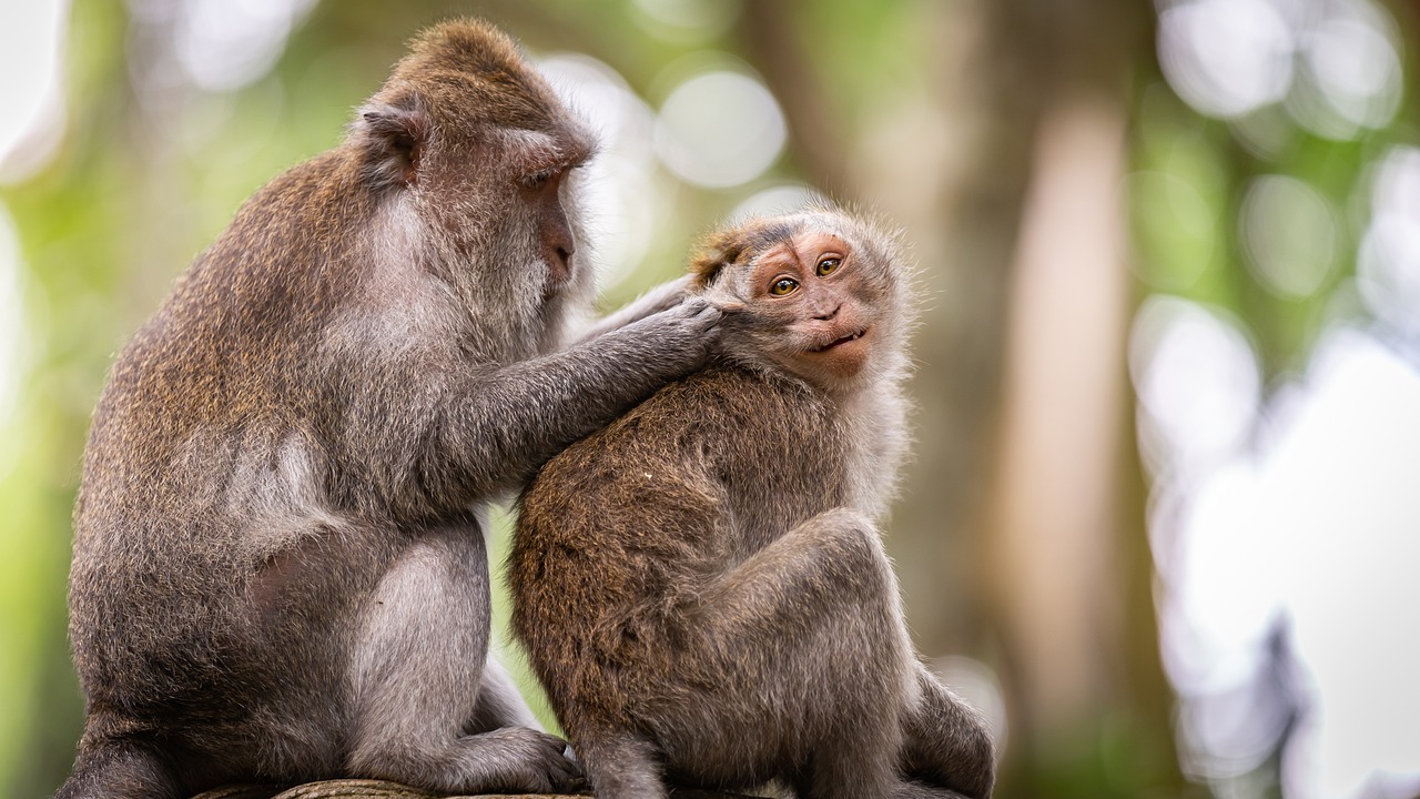 How to Create a Positive Grooming Experience for Your Pet